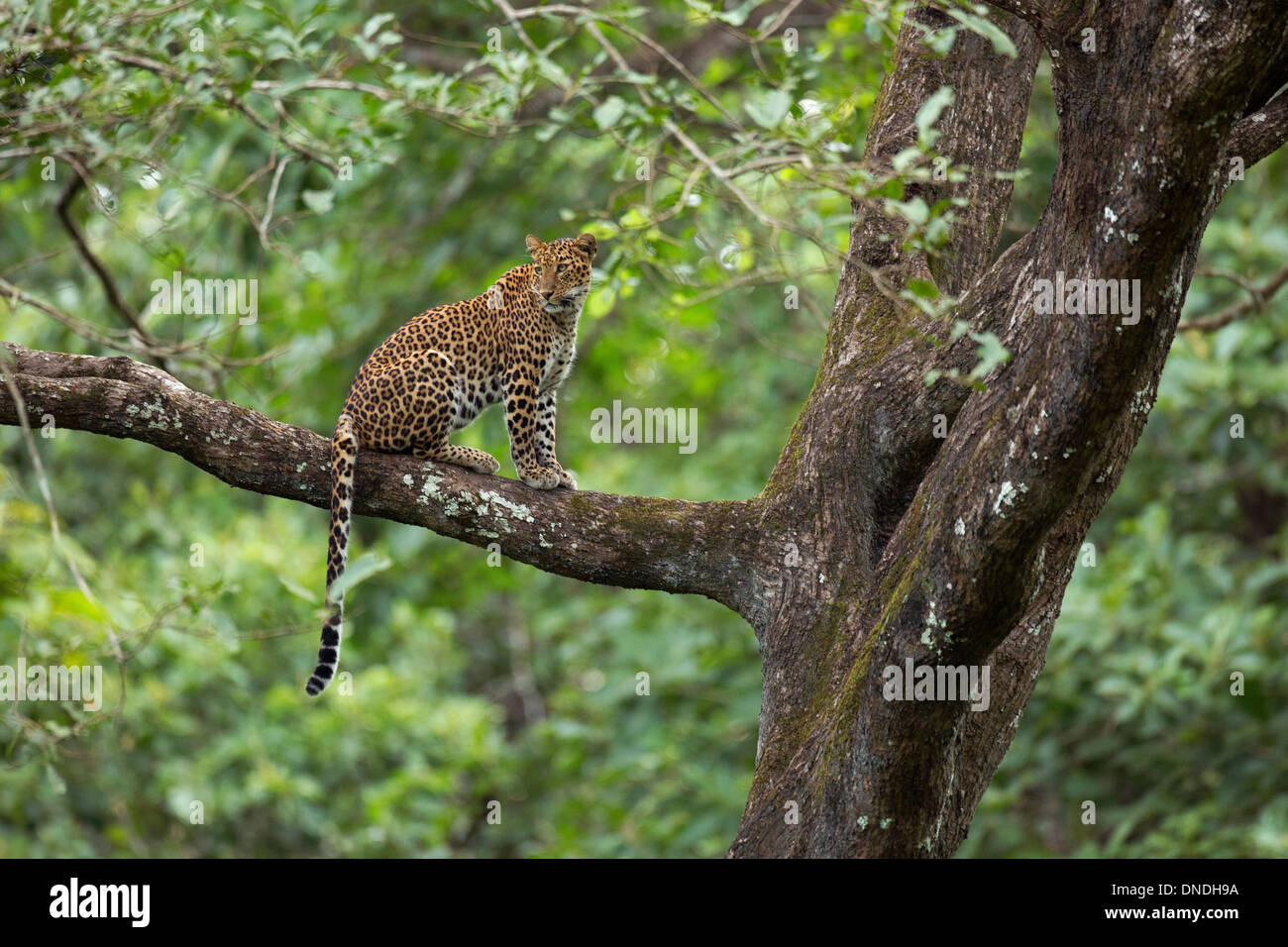 A leopardess watches intently from a vantage point sitting on a tree Stock Photo