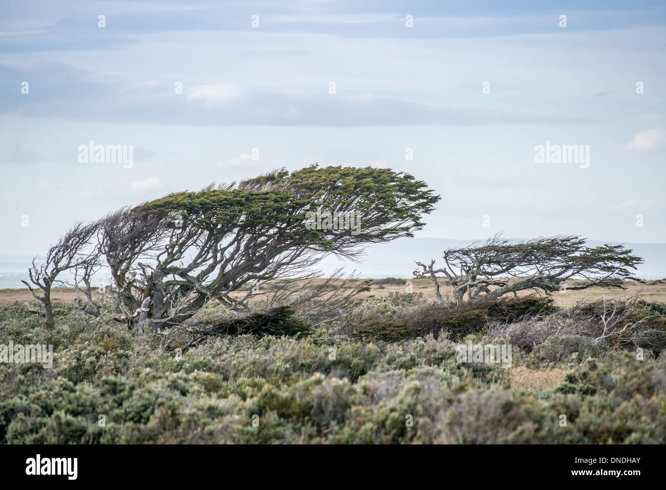 Patagonia shop wind sweep