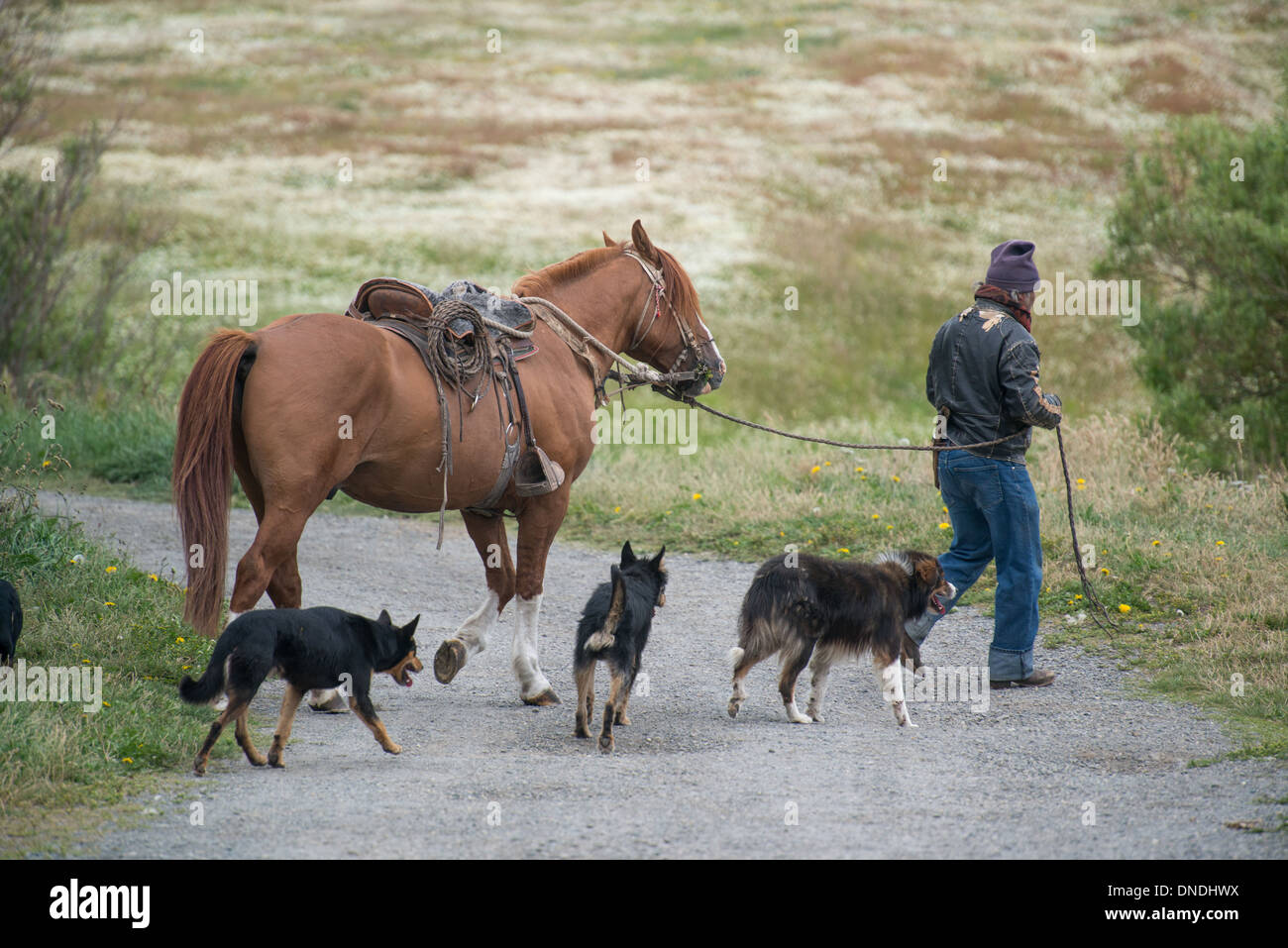 Chilean Gaucho leads his horse and dogs Stock Photo