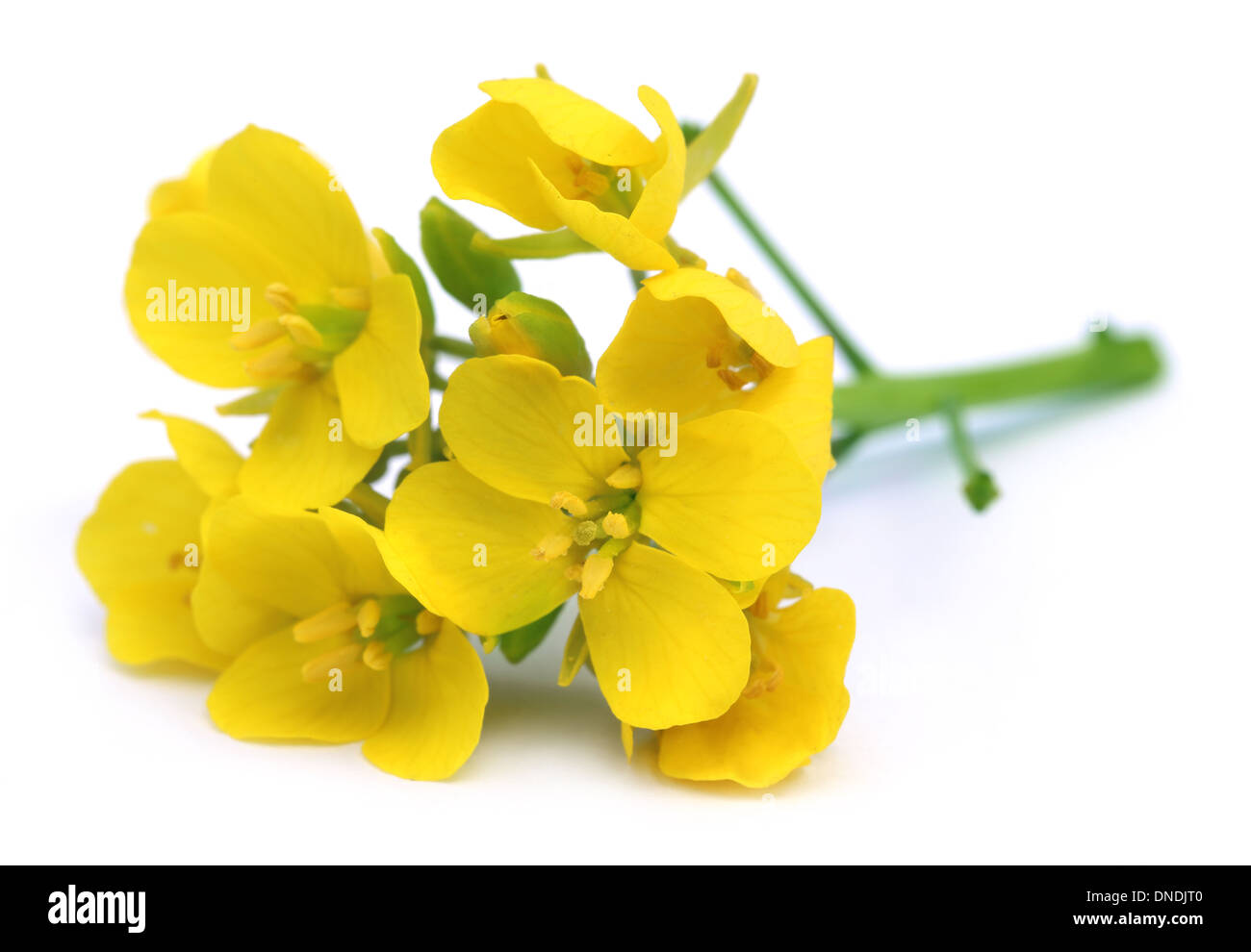 Bunch of edible mustard flowers over white background Stock Photo