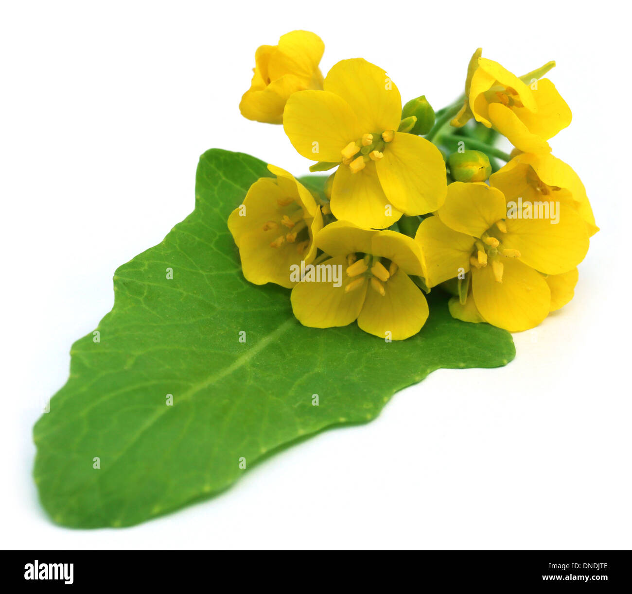 Bunch of edible mustard flowers with green leaf Stock Photo