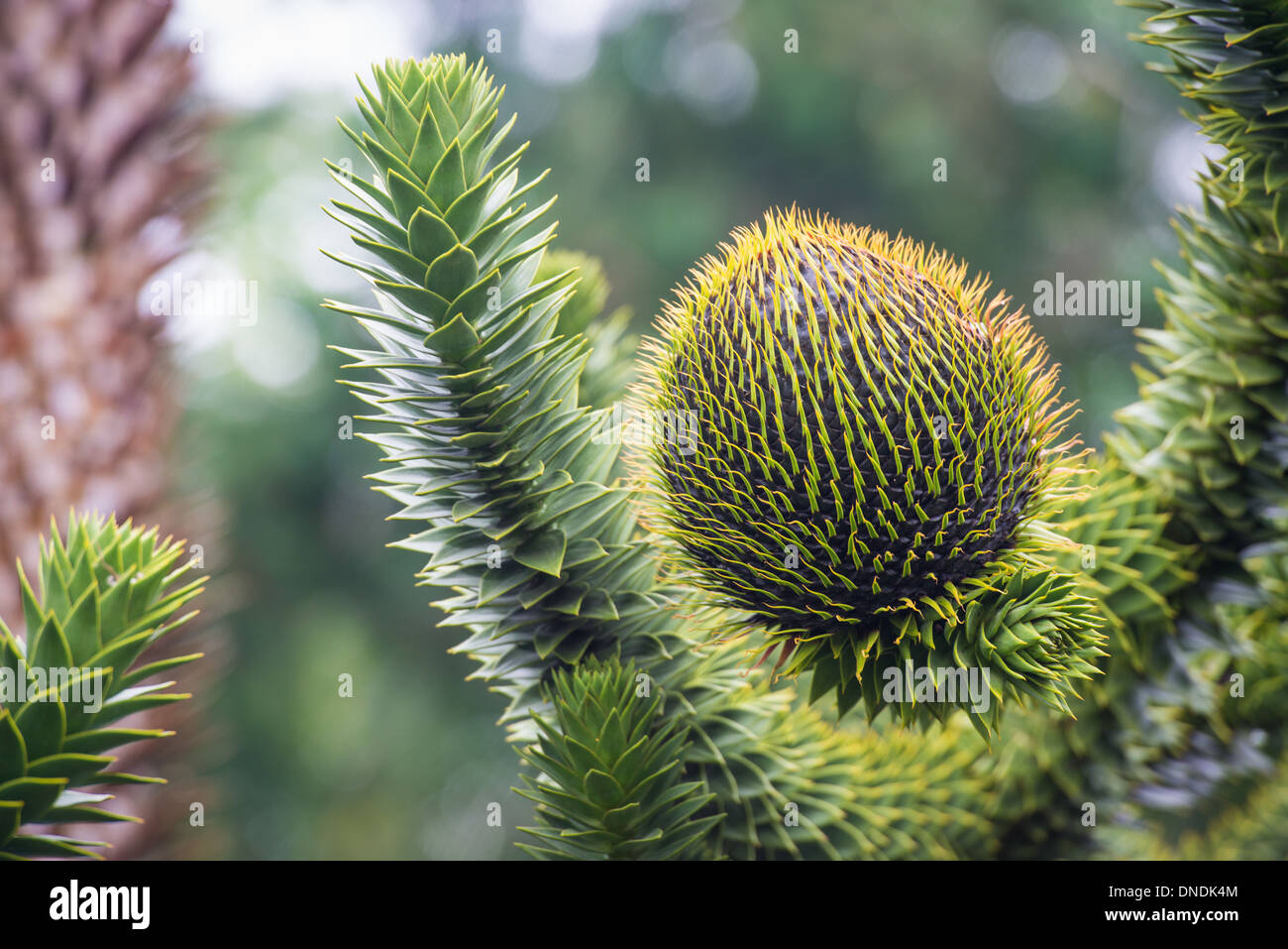 Monkey ball tree, Chile Stock Photo