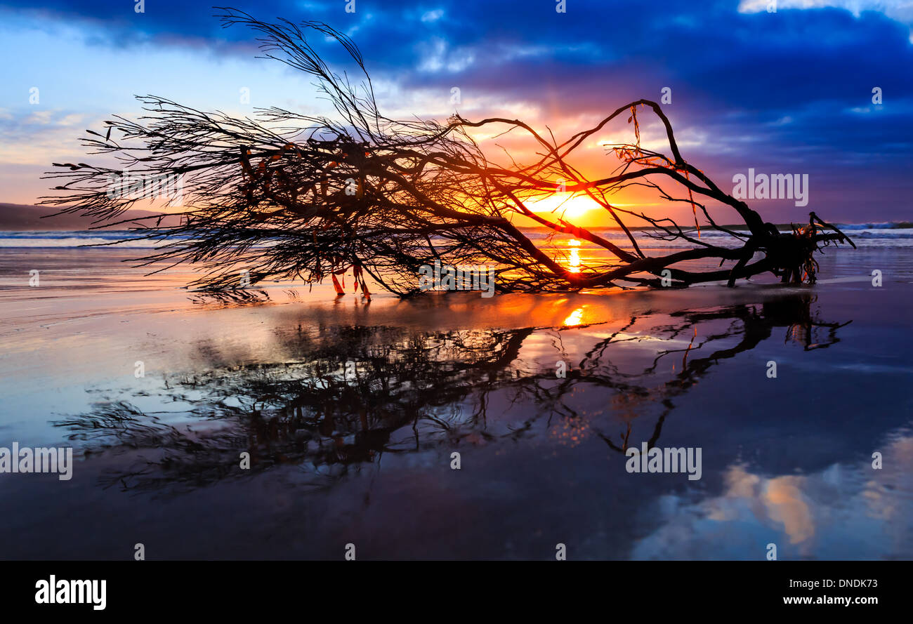 Tree branch lying on the beach at sunrise, South Australia, Australia Stock Photo