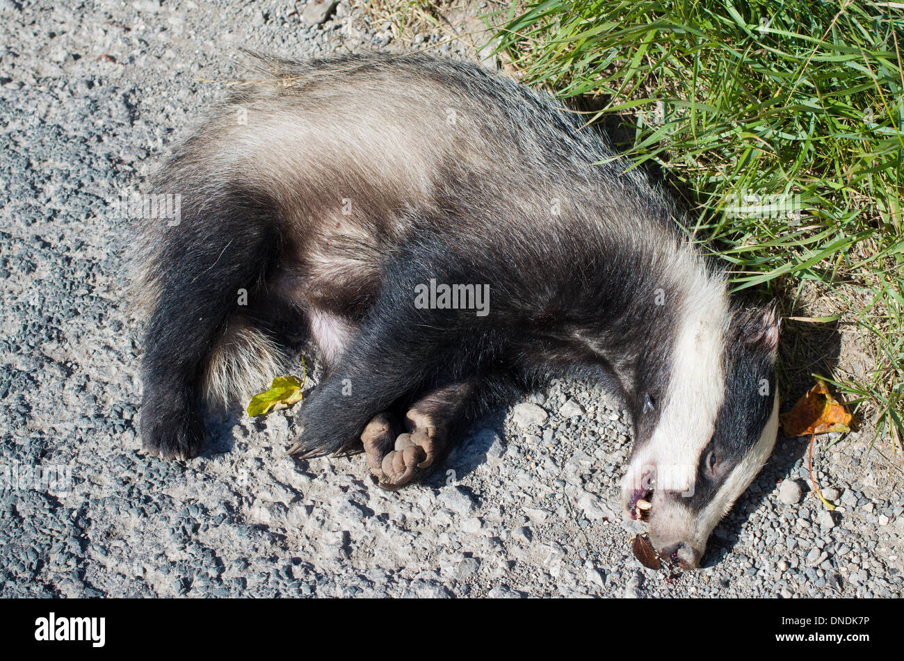 Dead badger hires stock photography and images Alamy
