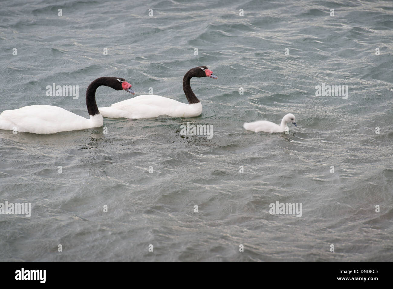 Black-necked swan family Stock Photo
