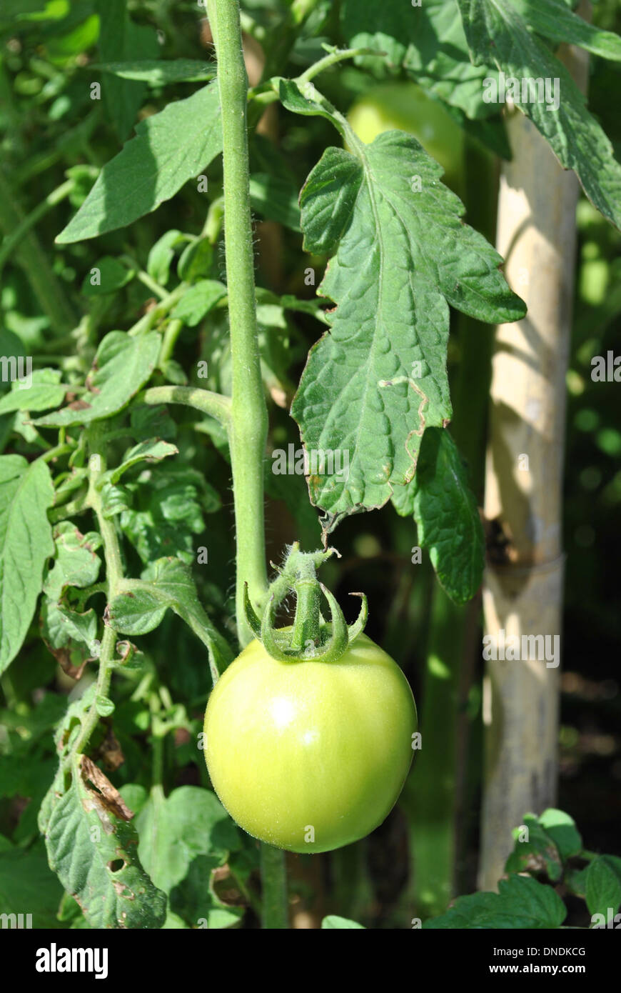 Lycopersicum esculentum hires stock photography and images Alamy