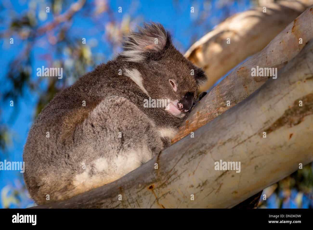 Adult koala (Phascolarctos cinereus), Australia Stock Photo