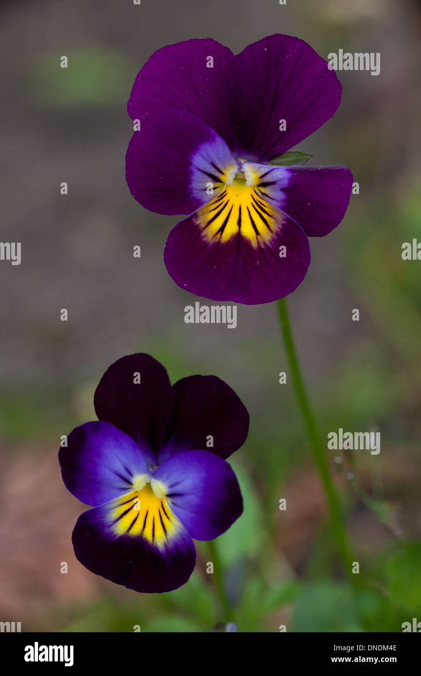 Heartsease, Viola tricolor, in a garden in Moss, Østfold, Norway Stock