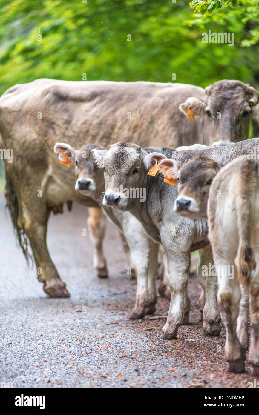 World cattle breed hi-res stock photography and images - Alamy