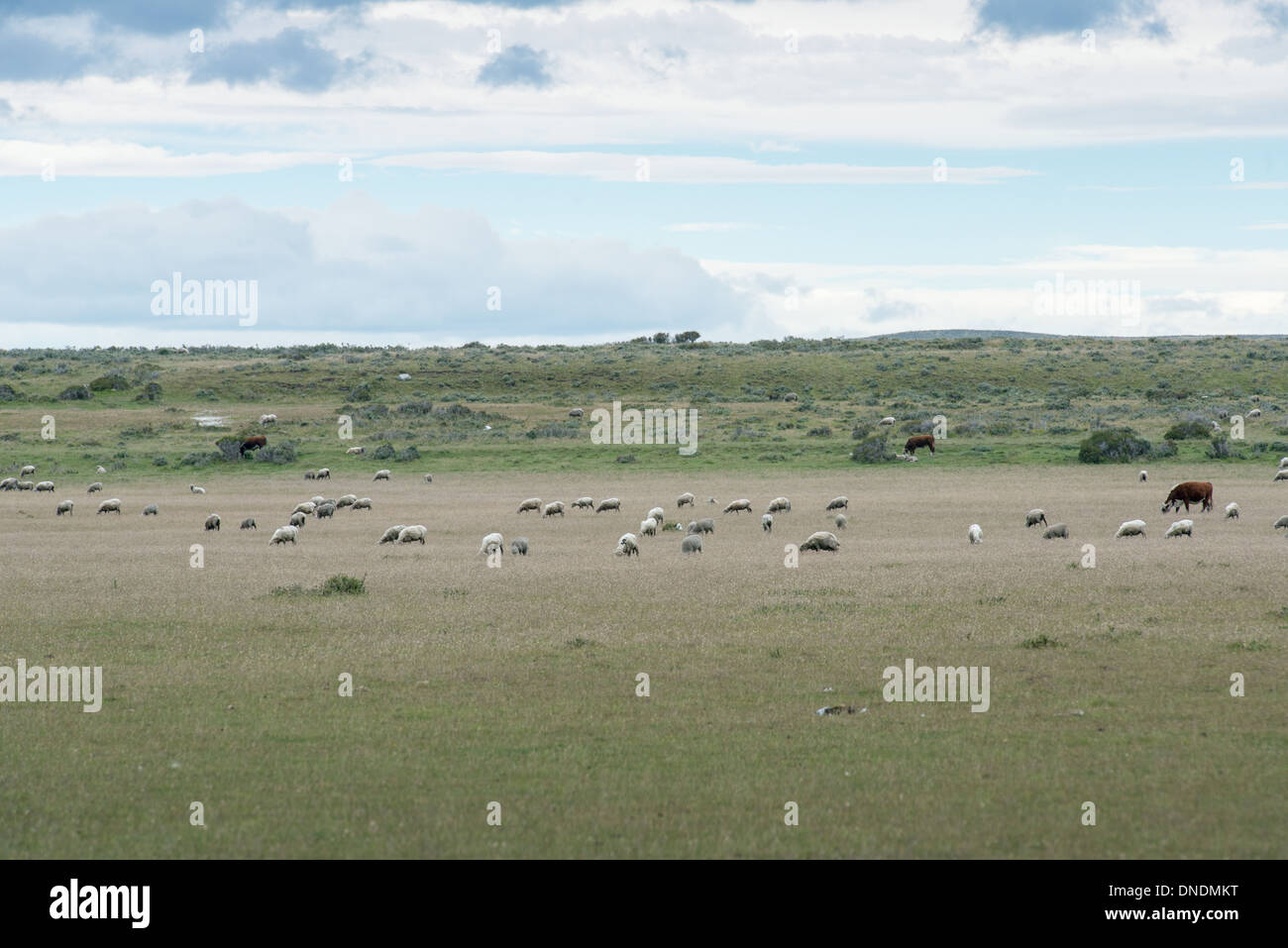 Flock of Sheep, Punta Arenas Chile Stock Photo