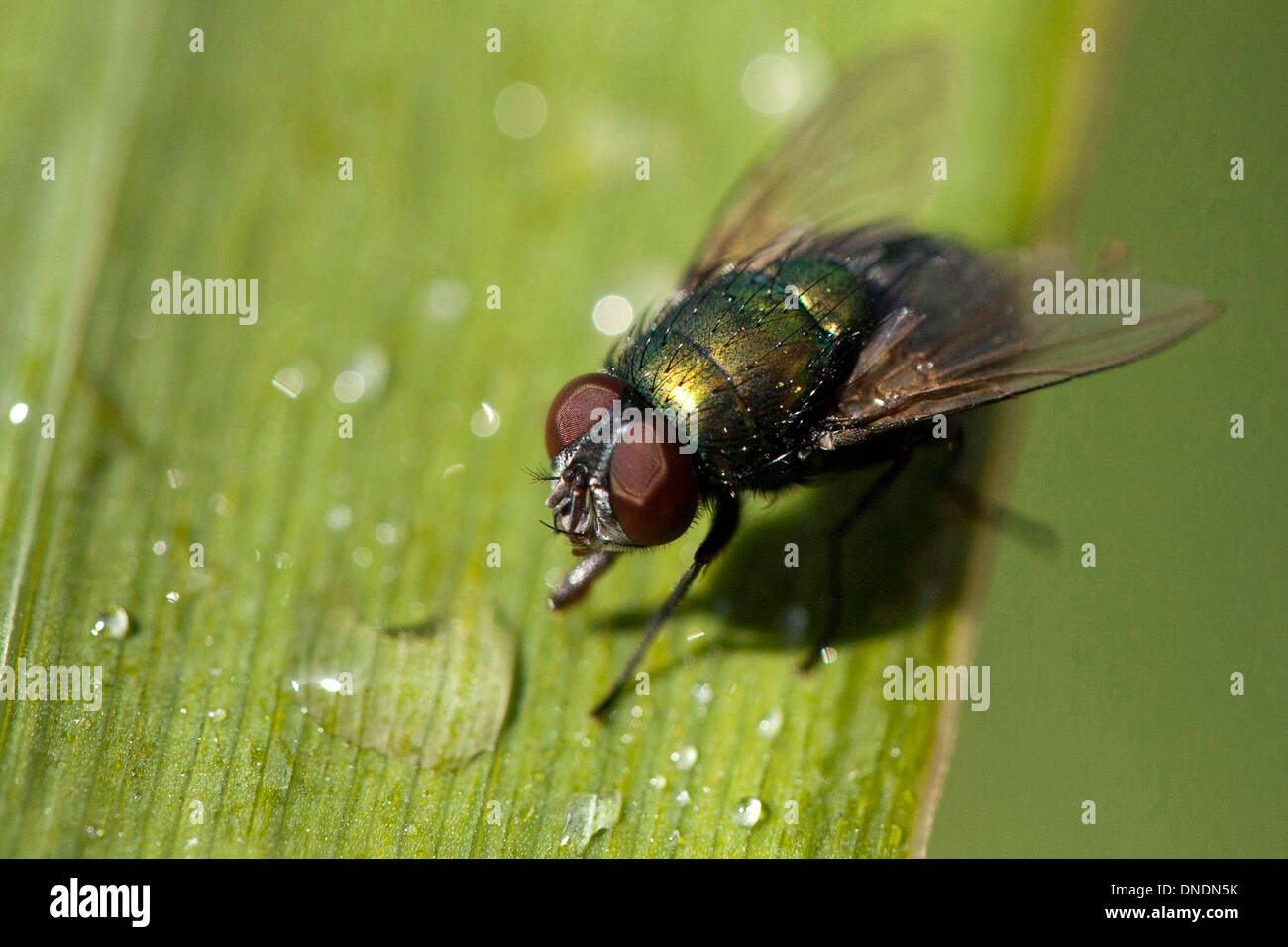 Diptera Flies Greenbottle High Resolution Stock Photography and Images ...