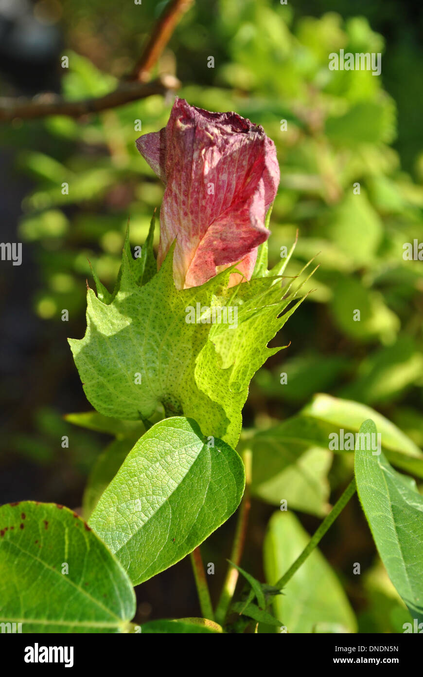 Cotton Flower Latin name gossypium spp Stock Photo Alamy