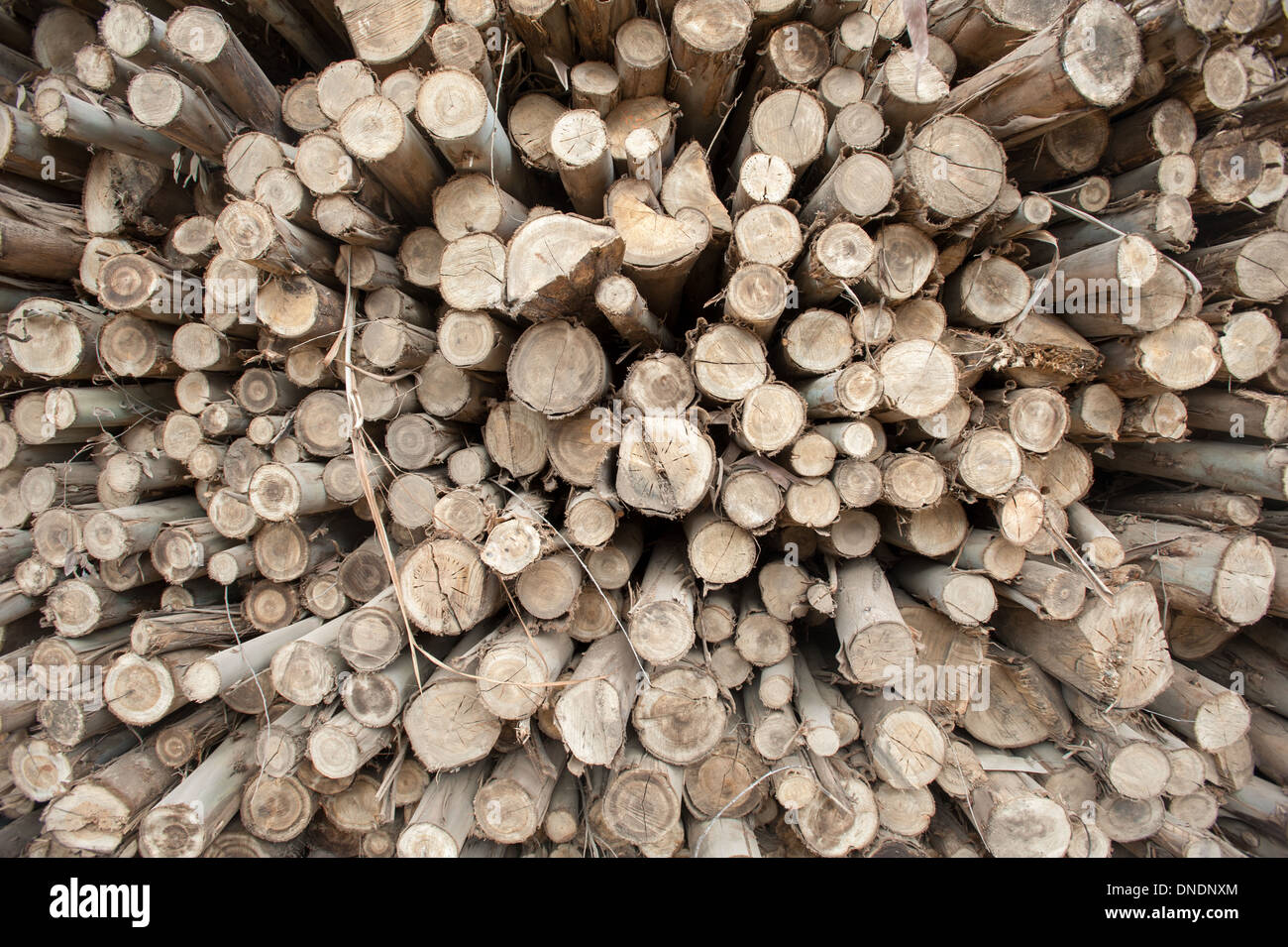 Eucalyptus wood hires stock photography and images Alamy