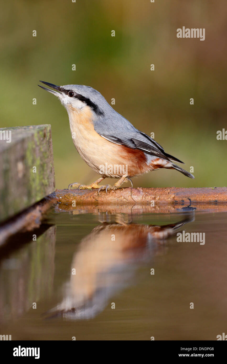 Nuthatch, Sitta europaea, single bird at water, Warwickshire, December 2013 Stock Photo