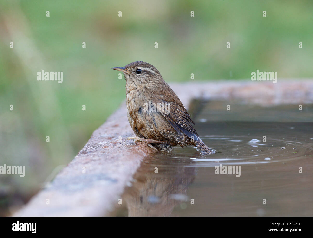 Wren, Troglodytes troglodytes, single bird bathing, Warwickshire, December 2013 Stock Photo
