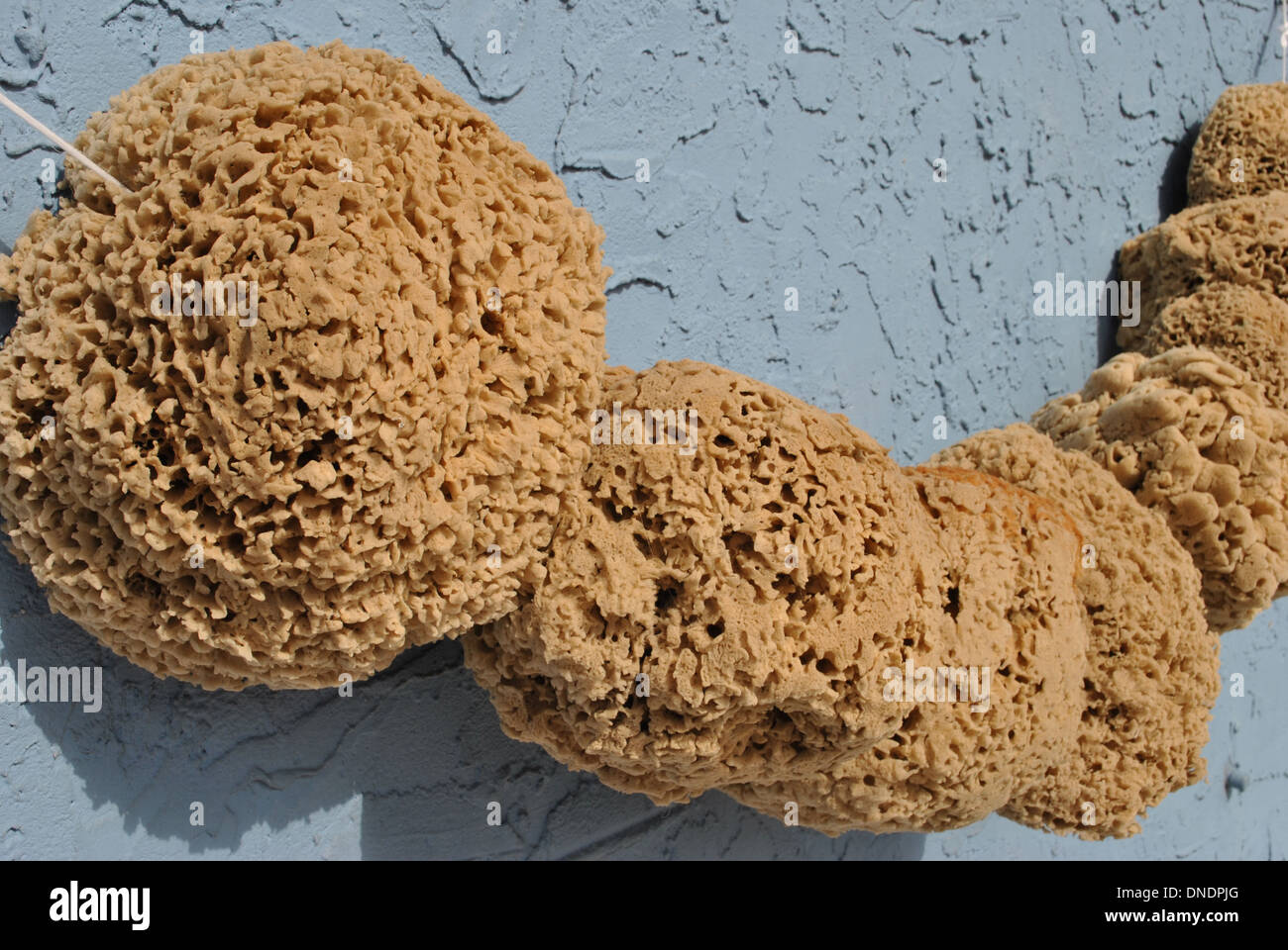 Harvesting sponges hires stock photography and images Alamy
