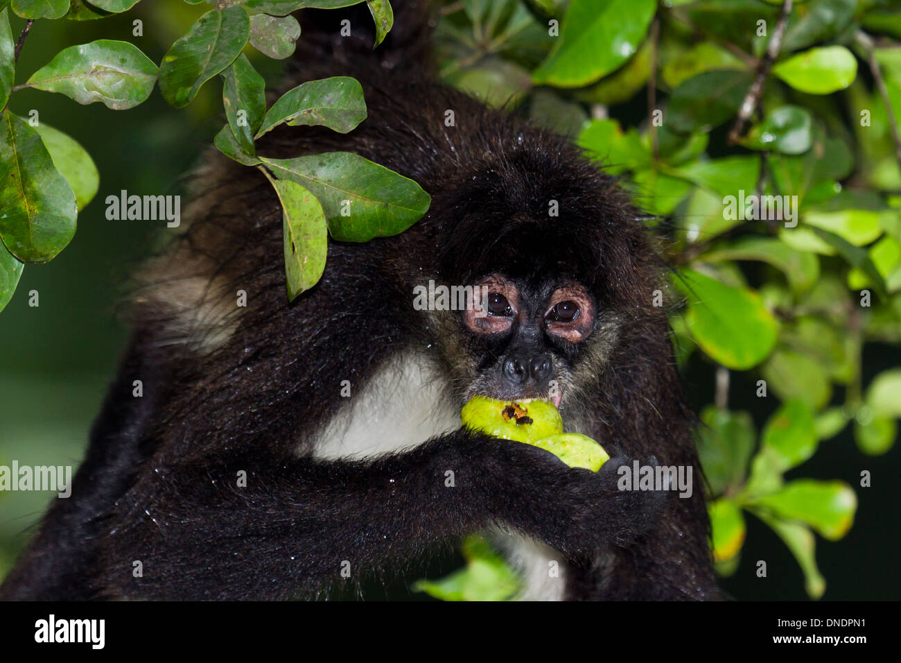 spider monkey eating fresh fruit from a tree in Belize Stock Photo - Alamy