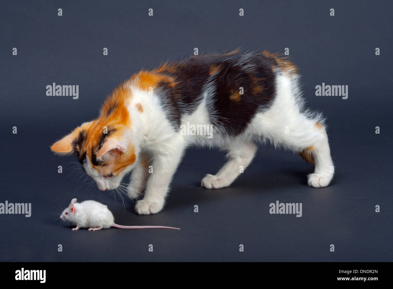 Tortoiseshell Kitten Playing with pet White Mouse Stock Photo