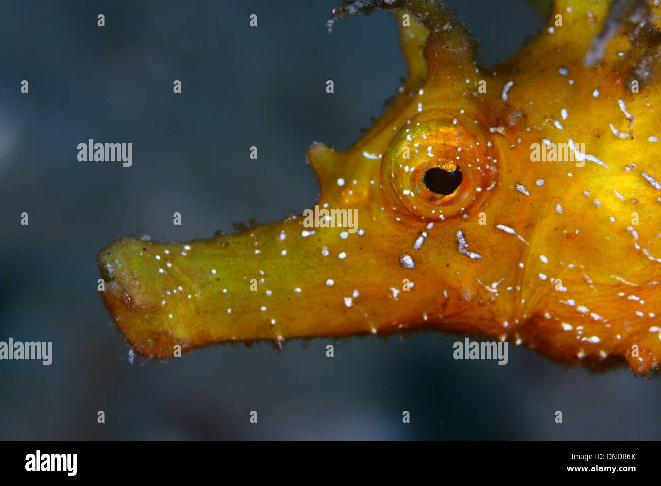 The seahorse is the most popular fish  in our seas and oceans Stock Photo