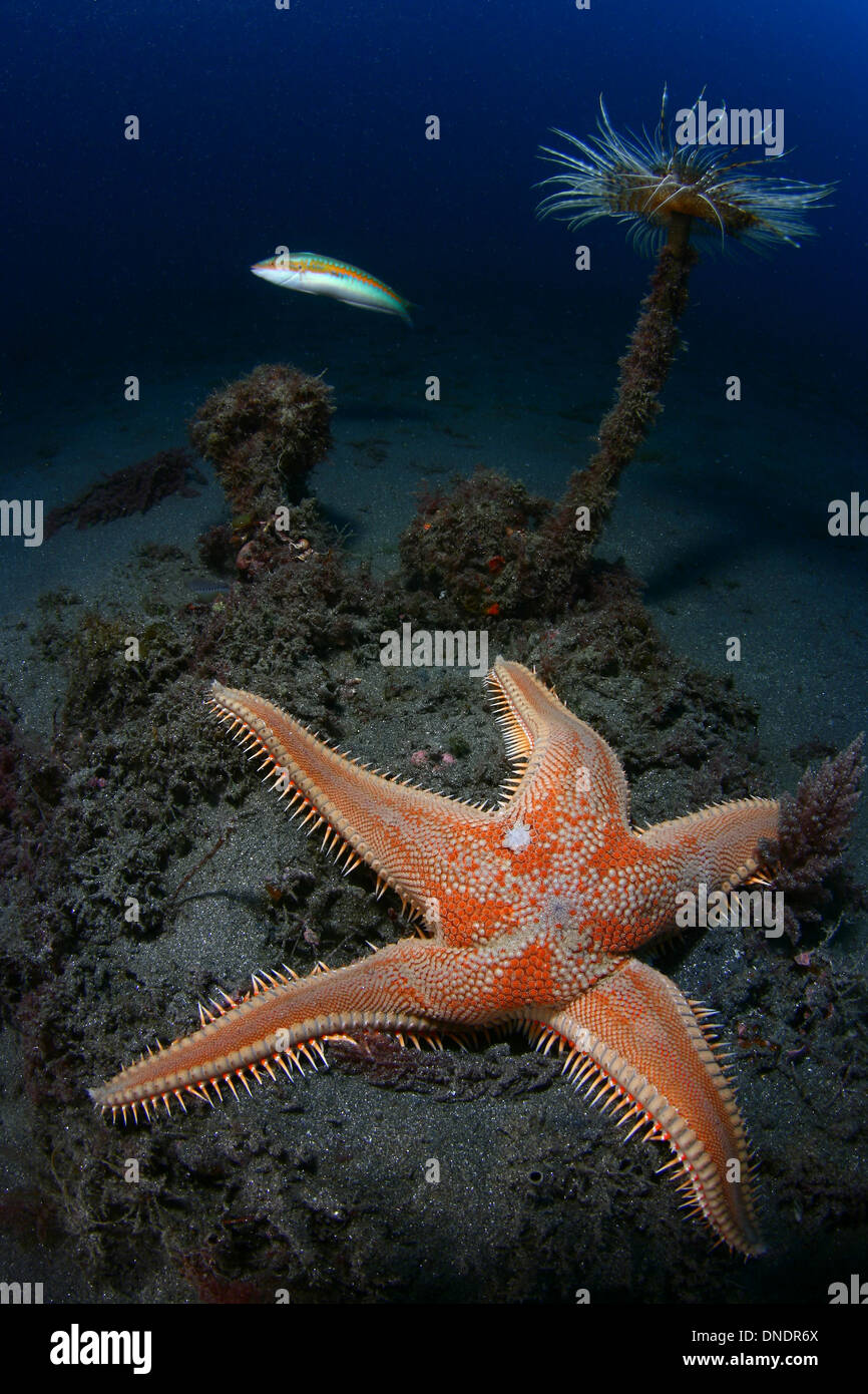 Sea star are beautiful animals family of echinoderms Stock Photo