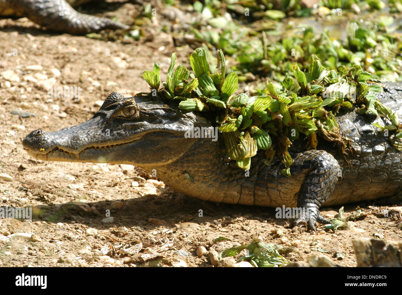 A spectacled caiman (Caiman crocodilus) sunbathes in Guarico State, Venezuela, November 28, 2004. Stock Photo
