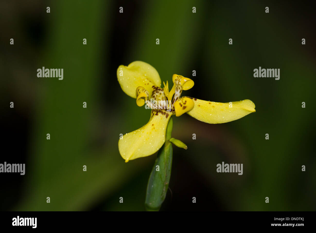 beautiful wild orchids in the rain forest of Belize Stock Photo - Alamy