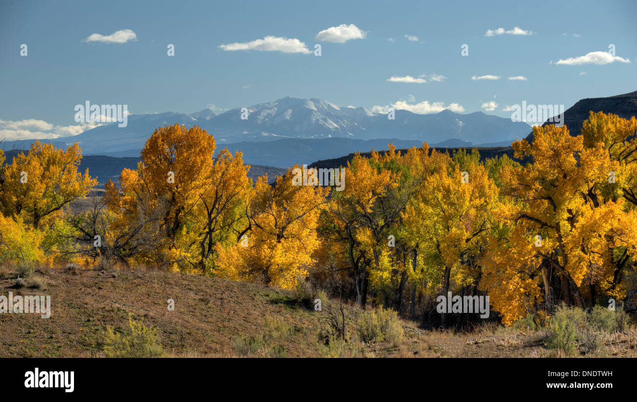 Cottonwoods on the Colorado River frame this view of the La Sal mountains in a remote spot in Grand County, Utah Stock Photo
