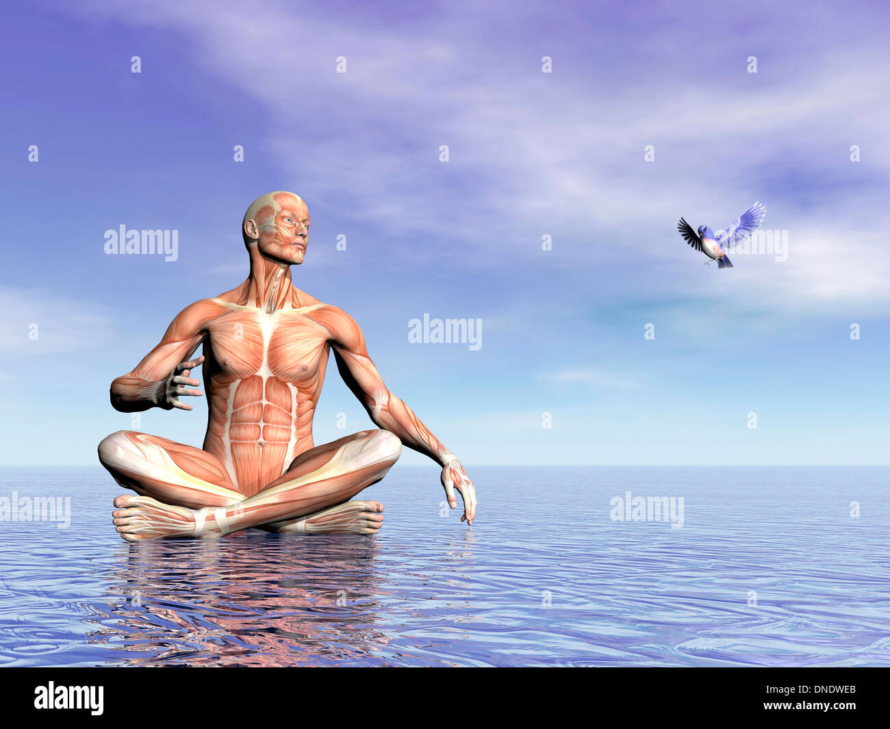 Male musculature in lotus position on water while looking at a beautiful little bird flying. Stock Photo