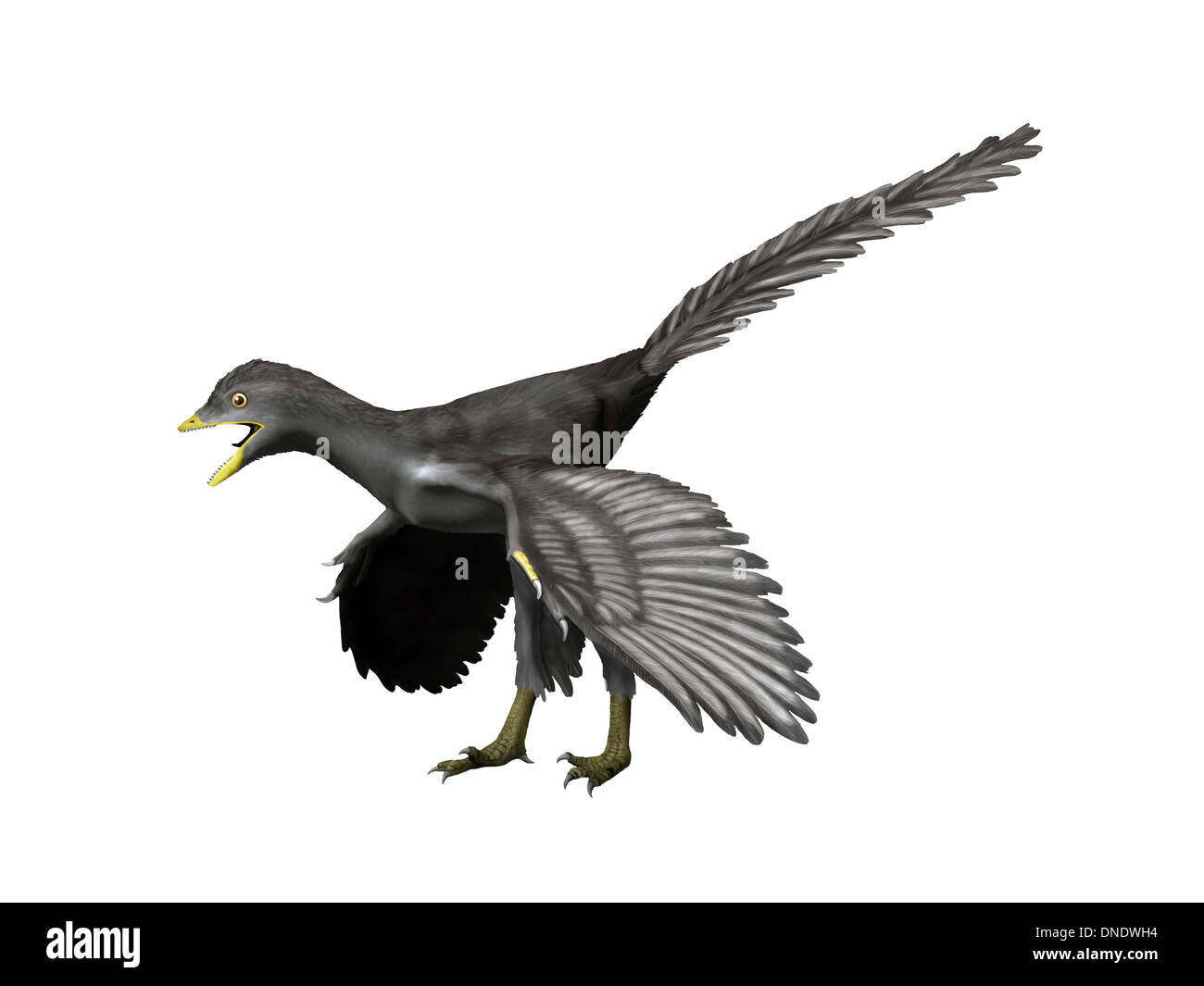 Archaeopteryx lithographica, Late Jurassic of Germany. Stock Photo