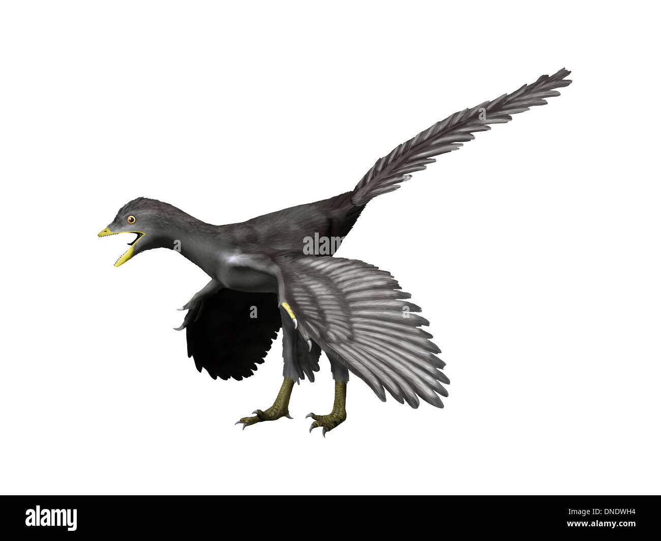 Dinosaur of the late jurassic bird hires stock photography and images Alamy