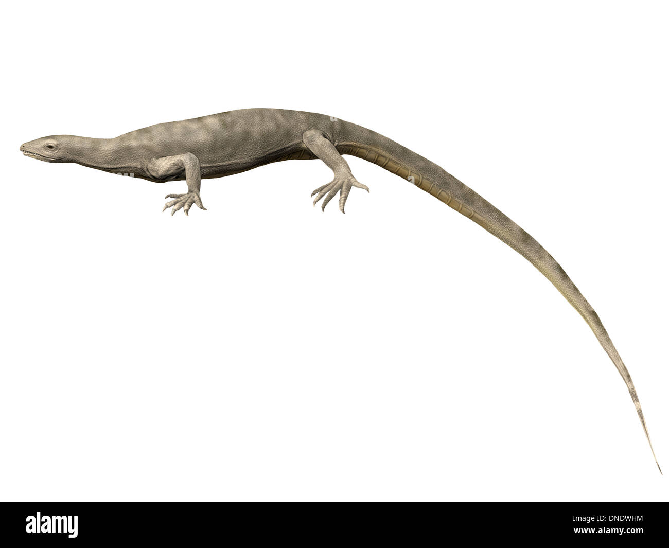 Thadeosaurus colcanapi, Late Permian of Madagascar. Stock Photo