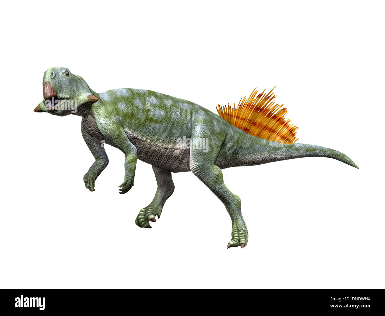 Psittacosaurus lujiatunensis, a ceratopsian from the Early Cretaceous of China. Stock Photo