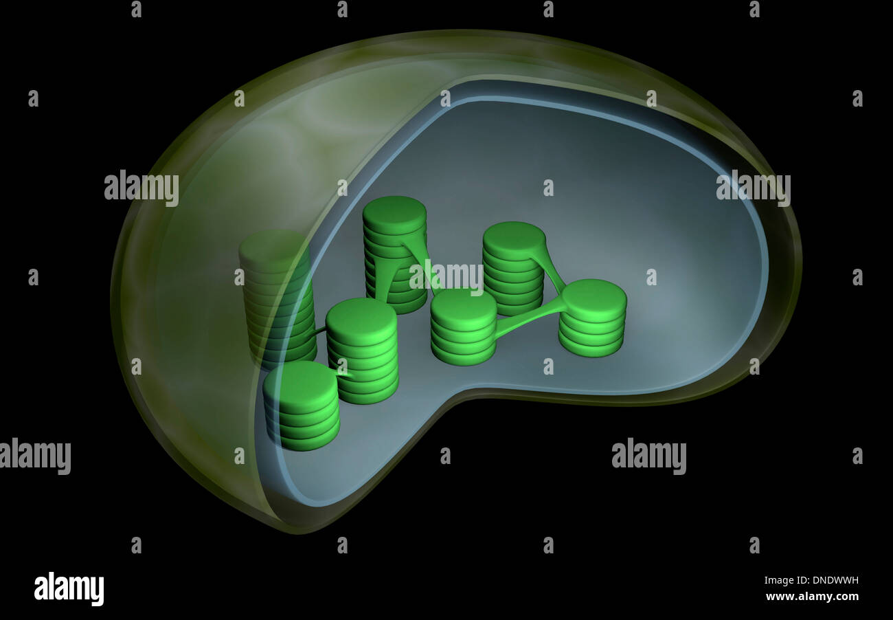 Conceptual image of chloroplast. Stock Photo