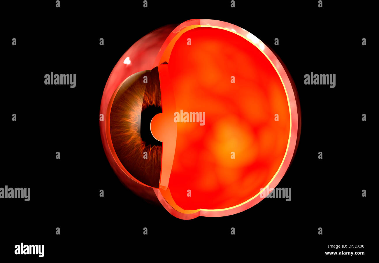 Conceptual image of human eye cross section. Stock Photo