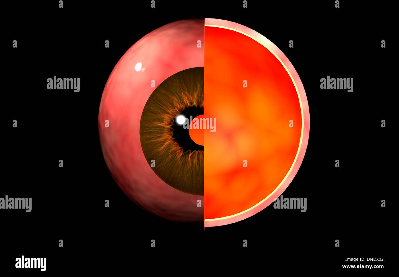 Conceptual image of human eye cross section. Stock Photo