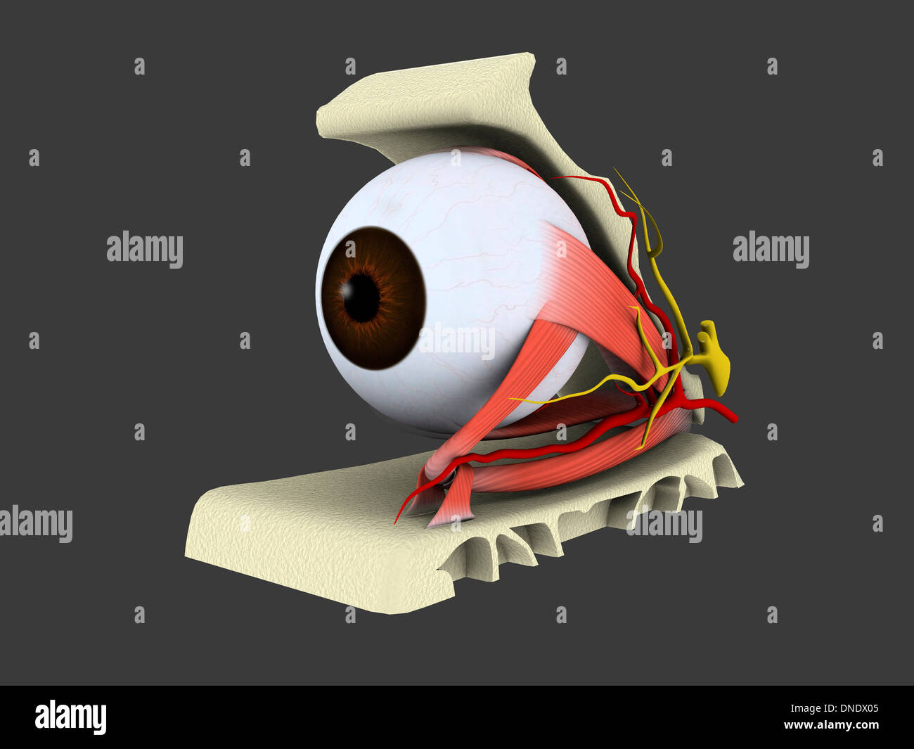 Conceptual image of human eye anatomy. Stock Photo