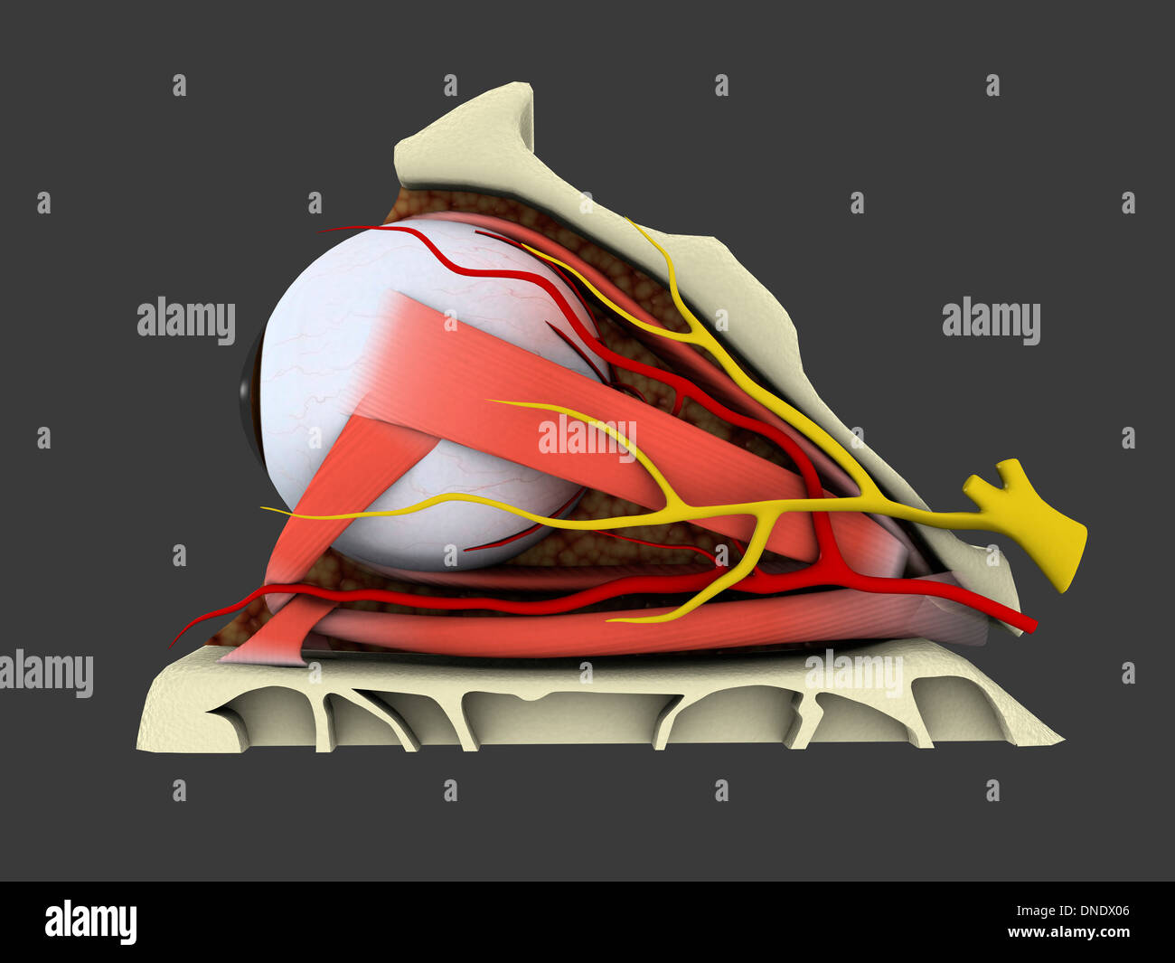 Conceptual image of human eye anatomy. Stock Photo