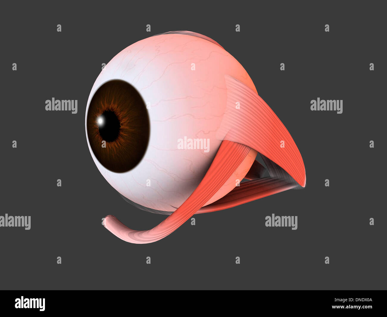 Conceptual image of human eye anatomy. Stock Photo