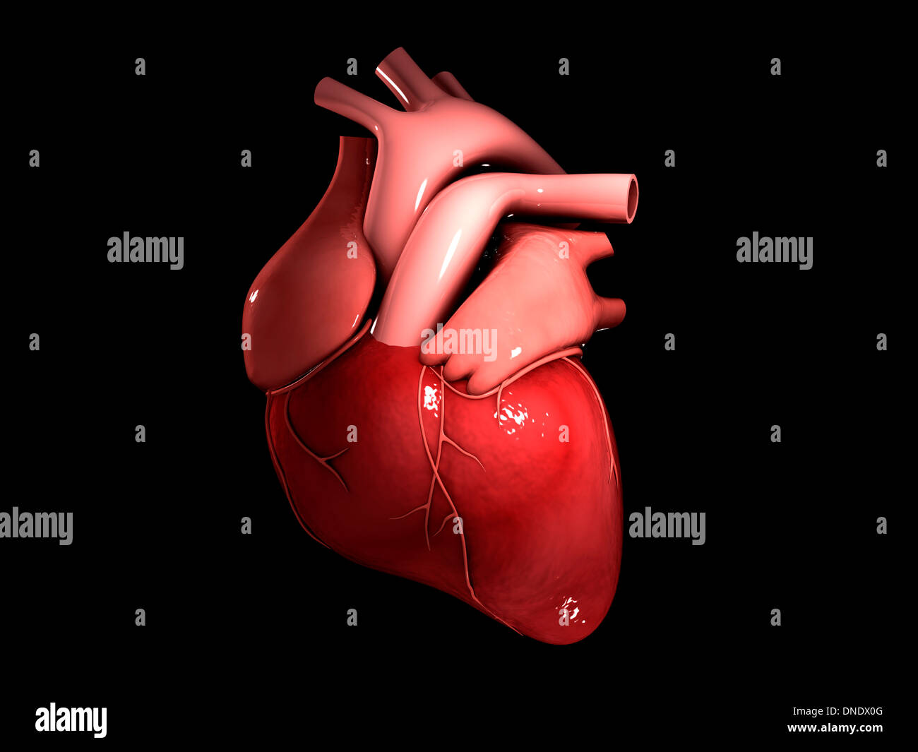 Human heart hi-res stock photography and images - Alamy