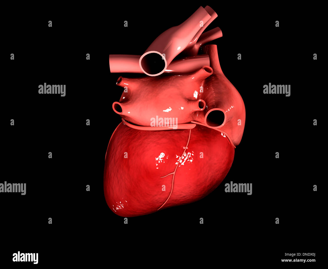Conceptual image of human heart. Stock Photo
