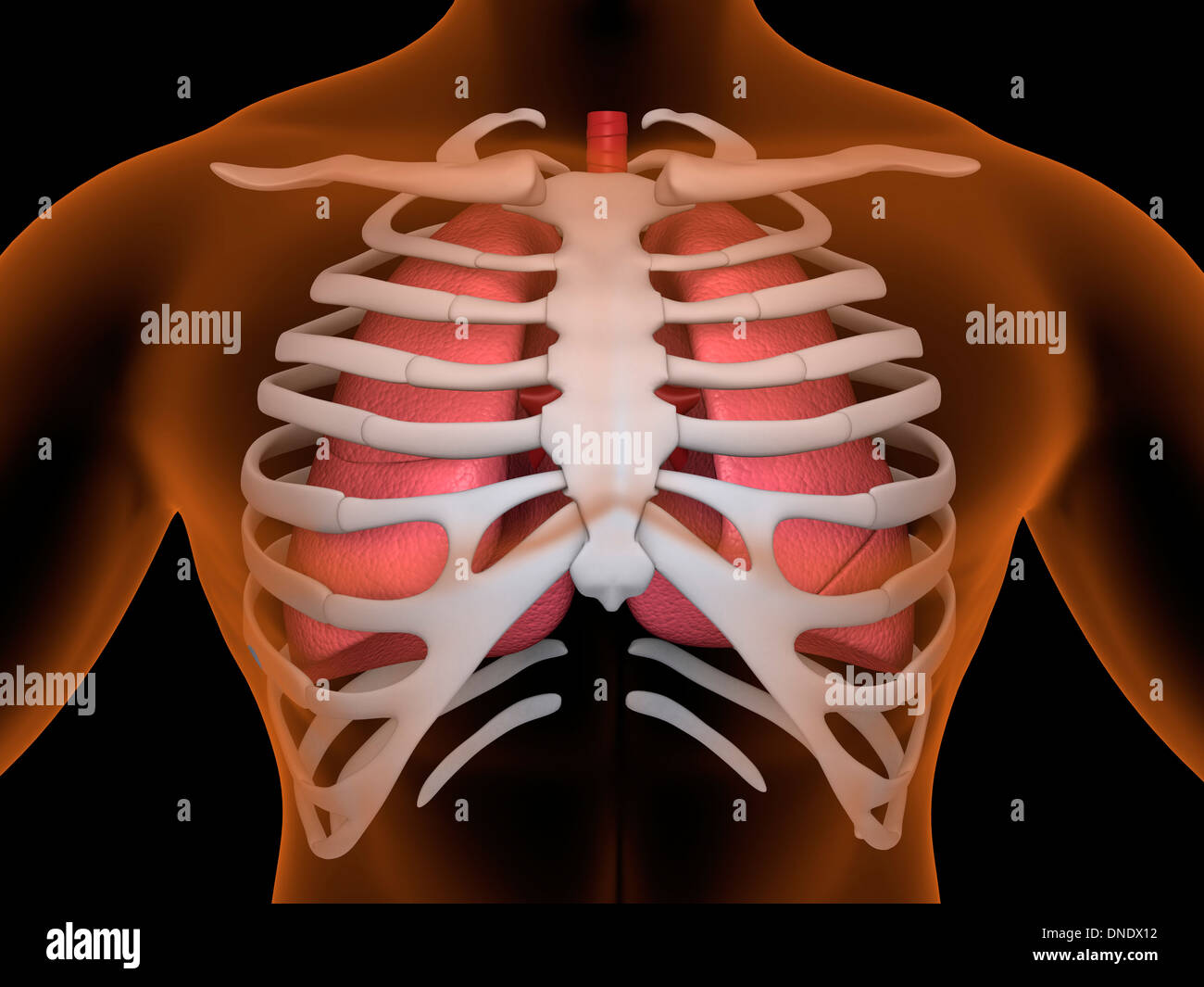Conceptual image of human lungs and rib cage. Stock Photo