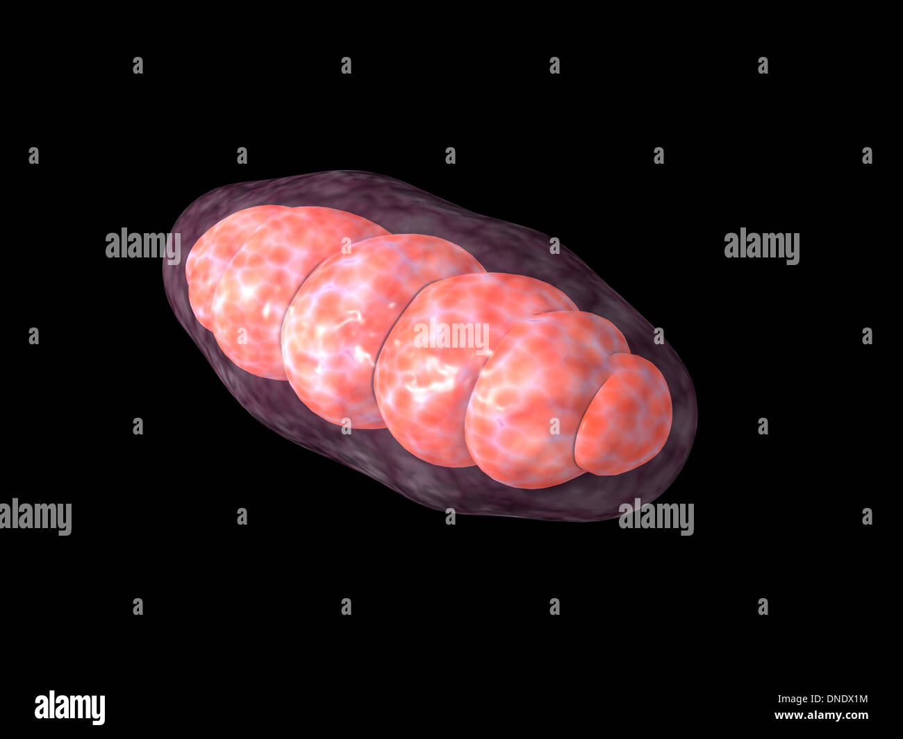 Conceptual image of mitochondria. Stock Photo