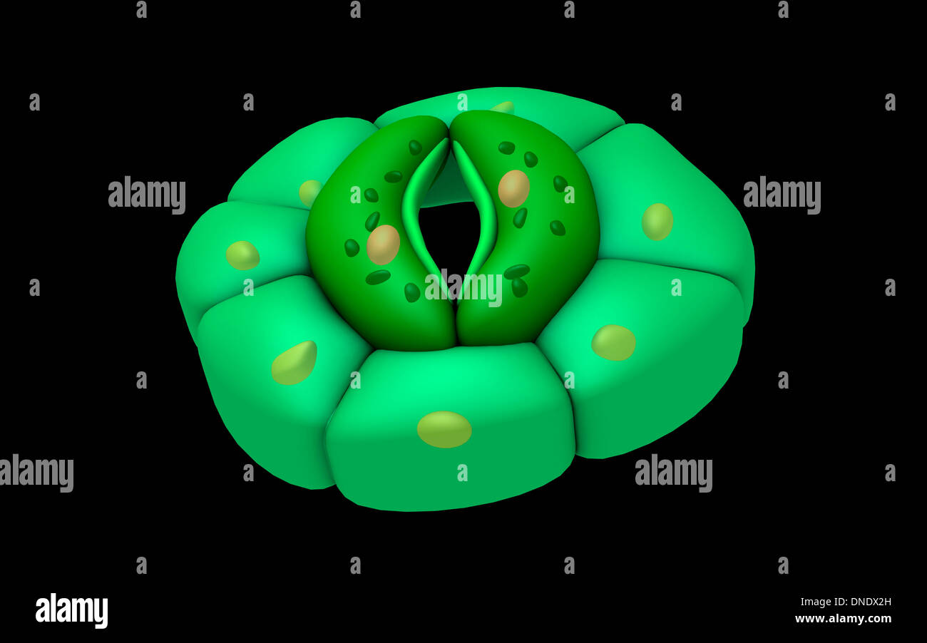 Conceptual image of stomata. Stock Photo