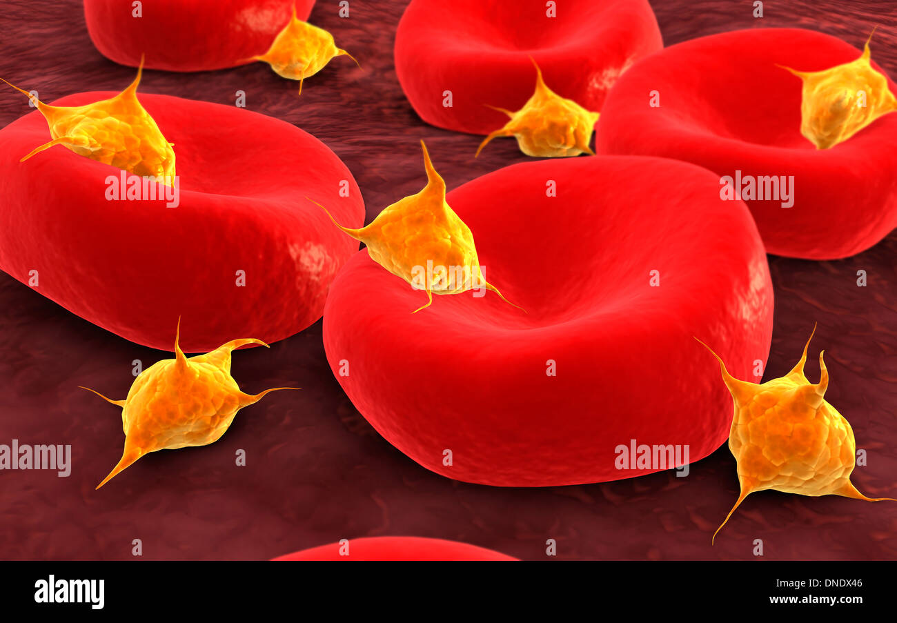 Conceptual image of platelets with red blood cells. Stock Photo