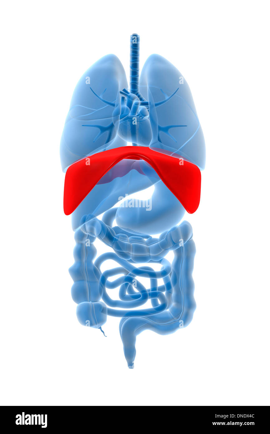 X-ray image of internal organs with diaphragm highlighted in red. Stock Photo