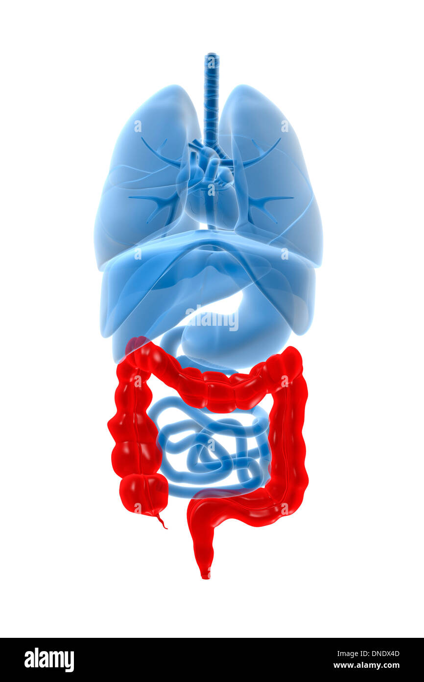 X-ray image of internal organs with large intestine highlighted in red. Stock Photo