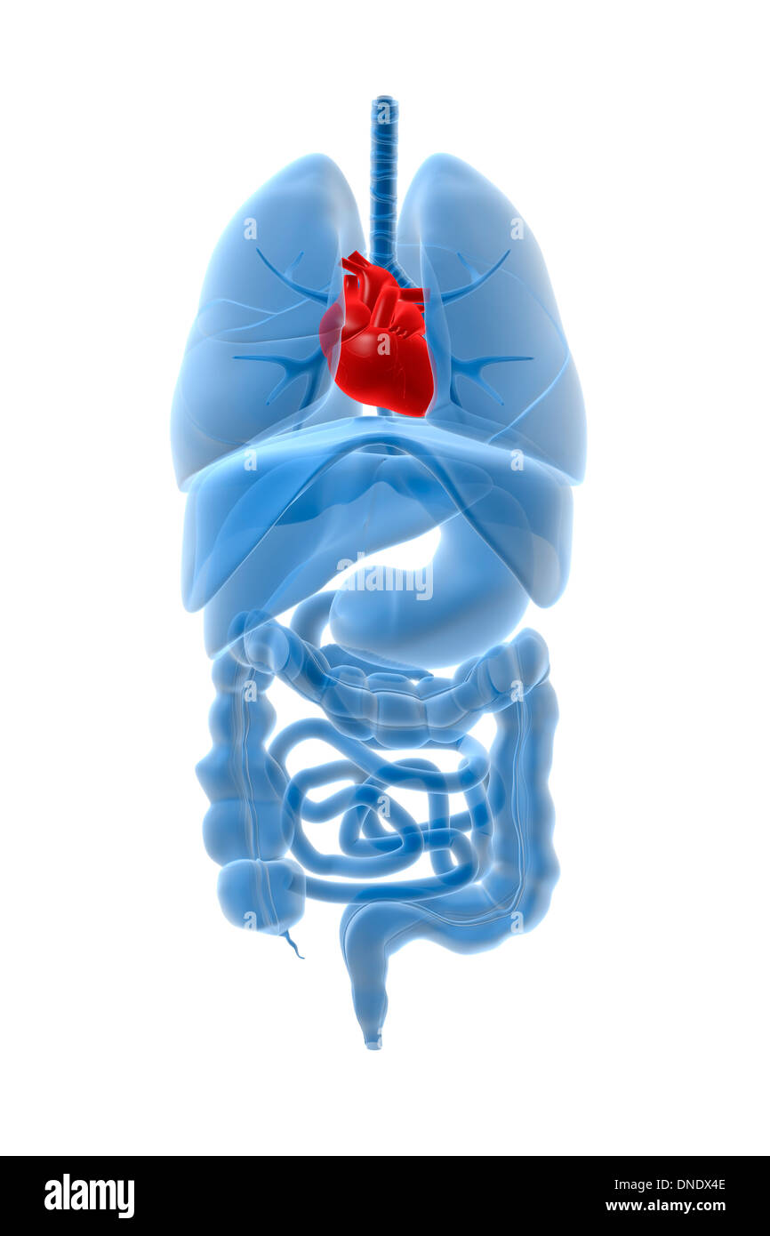 X-ray image of internal organs with heart highlighted in red. Stock Photo