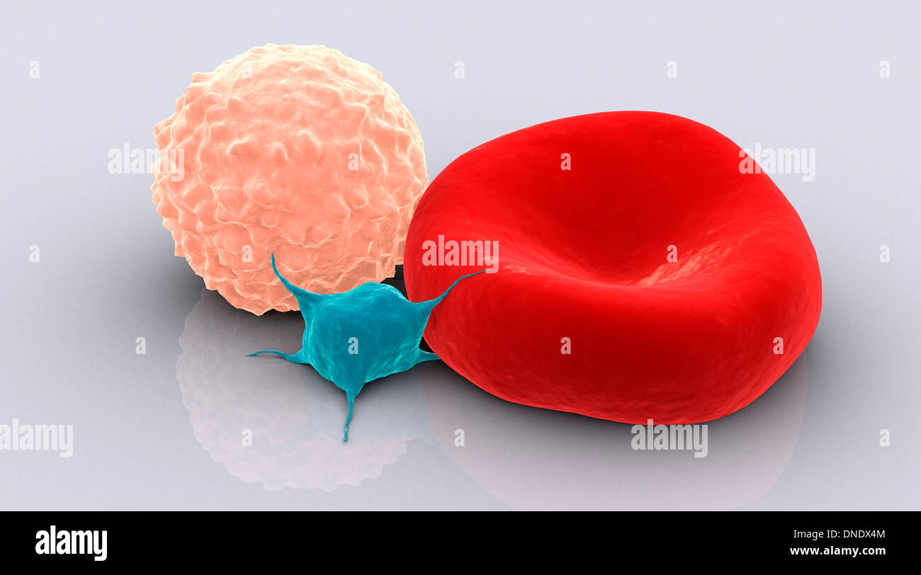 Conceptual image of platelet, red blood cell and white blood cell. Stock Photo