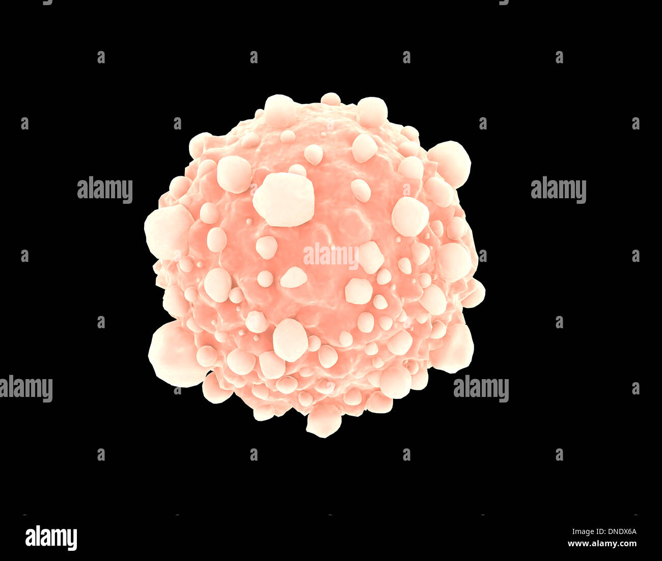 pancreatic cancer cells