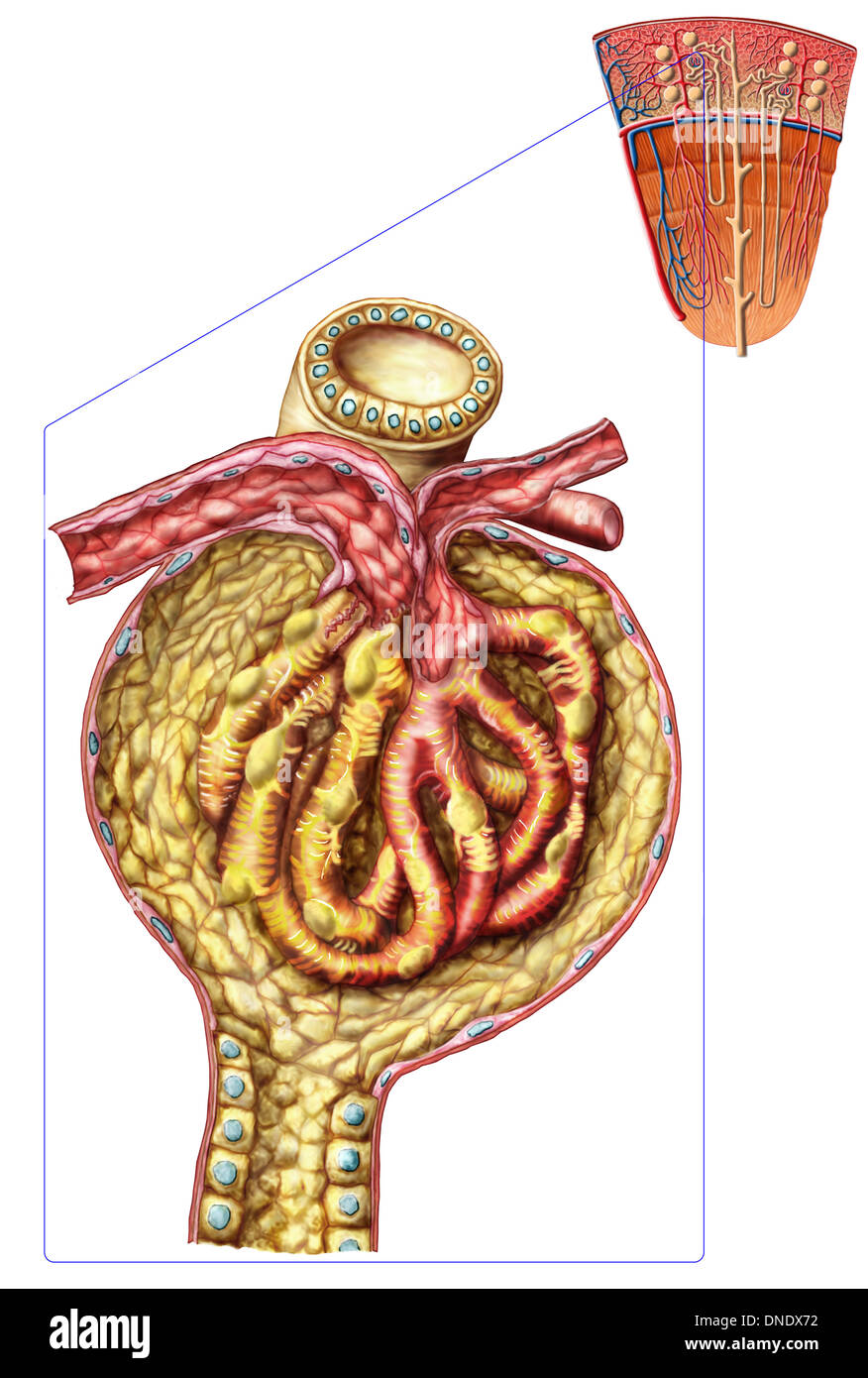 Anatomy of bowman's glomerular capsule. Stock Photo